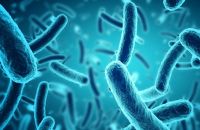 Hệ vi sinh của cơ thể hoạt động thế nào?